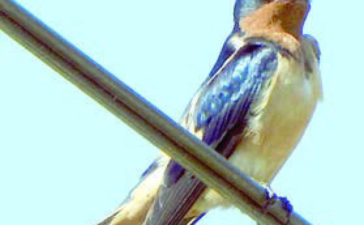 Barn swallow’s coloring captured