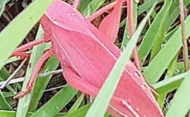 Unusual katydid