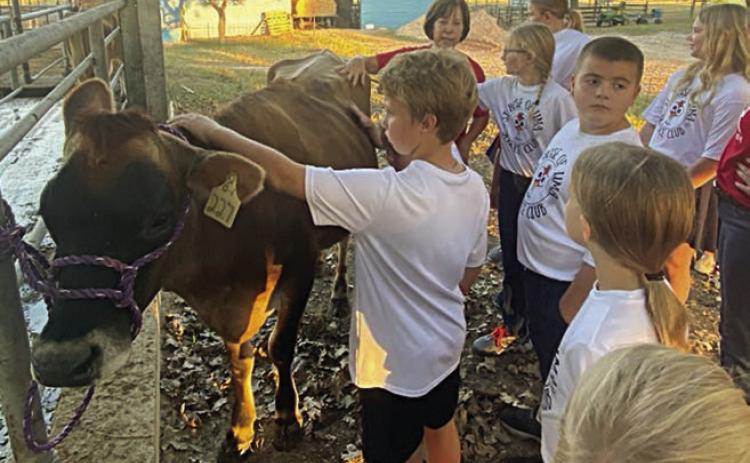 Getting to pet A JERSEY calf was fun for the members of the St. Rose Science Club.