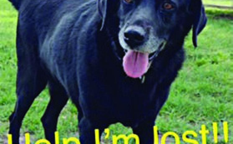 Animal Shelter holding microchip promotion