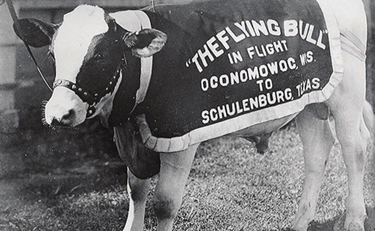 Schulenburg’s Carnation Badger the Flying Bull has earned a place in Texas history as one of the most audacious publicity stunts ever.