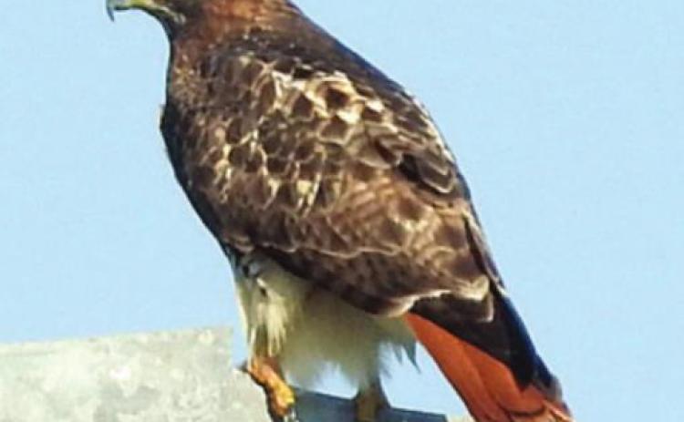 Hawk, storks and flycatchers