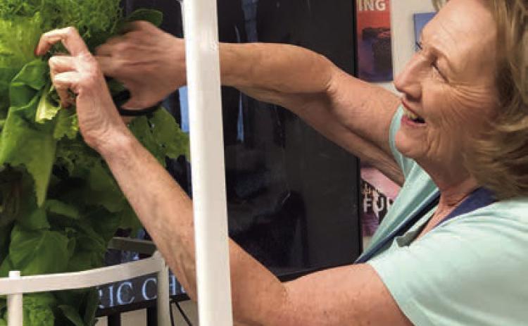 Harvesting salad greens from the Tower Garden at Senior Connections is an outstanding volunteer, Sharon Rodriguez. The Tower Garden was obtained thanks to a grant from Second Chance Emporium.
