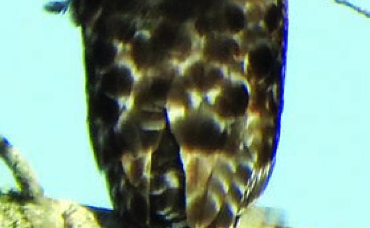 John C. Landa Jr., the “Schulenbirder,” took this photo on Sunday afternoon, Dec. 29, saying that he believes it to be a red-shouldered hawk (but from this angle it is similar to a broad-shouldered hawk). The photo was taken at his property southwest of Schulenburg.
